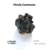 résine de férule commune